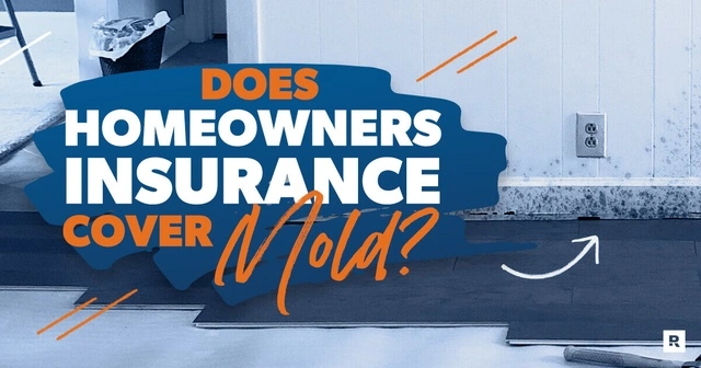 Home Warranty Mold Coverage 2025: What’s Covered and What’s Not 3 Best Home Warranty Mold Coverage 2025